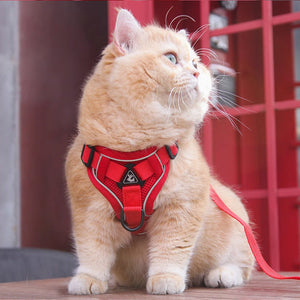 The Ultimate Cat Harness for Adventurous Felines