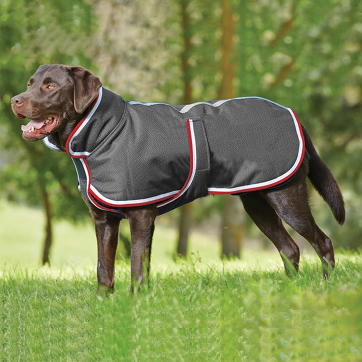 Keep Your Pet Cozy and Stylish This Season